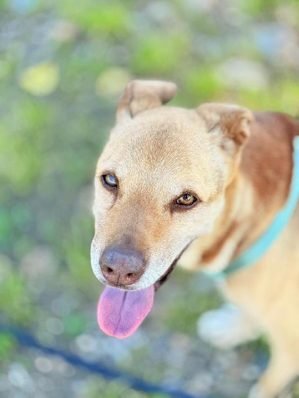 Silene Foto 3